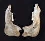 Natural Bones
